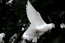 Λευκό περιστέρι πετάει