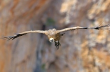 Φωλιάζουν ξανά τα Όρνια στην Πάρνηθα έπειτα από σχεδόν μισό αιώνα 