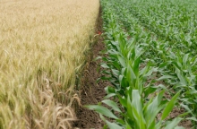 «Πράσινοι - Οικολογία» και «ΚΟΣΜΟΣ» στηρίζουν τις βιολογικές καλλιέργειες 