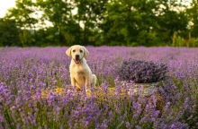 Εποχιακές αλλεργείες στα κατοικίδια
