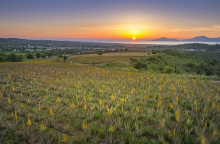 Φάρμα αλόης
