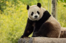 ΗΠΑ: Η Ουάσιγκτον θα φιλοξενήσει ένα νέο ζευγάρι πάντα που θα στείλει η Κίνα - Ο συμβολισμός της «διπλωματίας των πάντα» για τις διμερείς σχέσεις.