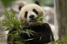 Δύο γιγάντια πάντα θα ταξιδέψουν από την Κίνα στις ΗΠΑ 