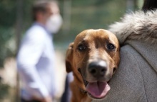 Ζωοφιλική Ένωση Ηλιούπολης: Κλείνει το καταφύγιο αδέσποτων ζώων από το οποίο υιοθέτησε τον Peanut ο Κυριάκος Μητσοτάκης - Η ανάρτηση των εθελοντών.