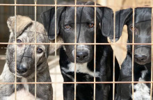 Δημοτικό Καταφύγιο Ηλιούπολης