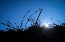 Χορτάρια και κλαδιά σε οικόπεδο