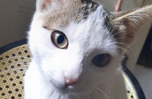 Μήπως Ρόζα;