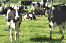 Γρίπη των πτηνών ΗΠΑ: Θανατώθηκαν δεκάδες αγελάδες που δεν ανέρρωσαν 