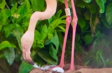 Η Γερτρούδη μαμά στα 70 της, αλλά δεν ήθελε 