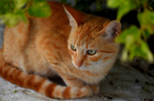 Hello and goodbye: Καλωσορίζοντας και αποχαιρετώντας μια γάτα