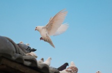 Περιστέρι λευκό που προσγειώνεται σε σκεπή όπου βρίσκονται και άλλα