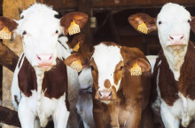 Το Μανιφέστο των Ζώων