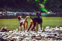 Γιατί τα σκυλιά παθαίνουν Διροφιλαρίωση?