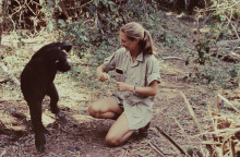 Η Τζέιν Γκούνταλ στο «Miss Goodall and the World of Chimpanzees»