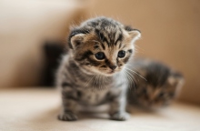 Άγνωστος πυροβόλησε γάτα με αεροβόλο στο Ψυχικό - Αναζητούνται μάρτυρες