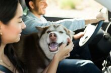 Υπουργείο Ψηφιακής Διακυβέρνησης: Προστέθηκαν επτά νέες ψηφιακές υπηρεσίες στο Εθνικό Μητρώο Ζώων Συντροφιάς - Τι καινούργιο προσφέρει το pet.gov.gr