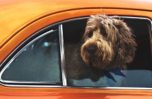  Σκύλος στο αυτοκίνητο: 6 συμβουλές για ένα ήρεμο ταξίδι