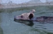 Ιωάννινα: Αρκούδα εγκλωβίστηκε σε δεξαμενή νερού - Απαιτήθηκε η κατασκευή αυτοσχέδιας ράμπας για να «δραπετεύσει»