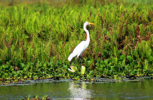 Η Γη έχει χάσει το ένα πέμπτο των υγροτόπων της από το 1700