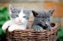 Εύβοια: Σκότωσαν μικρά γατάκια και τα πέταξαν σε κάδο σκουπιδιών