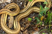 Νάξος: Φίδι εισέβαλε σε σπίτι 