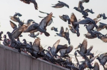 Περιστέρια: Ιπτάμενοι αρουραίοι