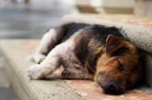 Τουρκία: Έντονες αντιδράσεις προκαλεί το σχέδιο νόμου για τη θανάτωση αδέσποτων σκύλων - Φέρνει αντιμέτωπες φιλοζωικές οργανώσεις και ομάδες πολιτών.