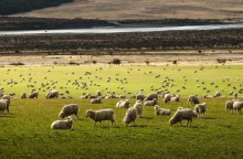 Θεσσαλία: Συναγερμός για τα κρούσματα πανώλης στα αιγοπρόβατα