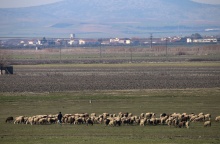 Αιγοπρόβατα στον θεσσαλικό κάμπο