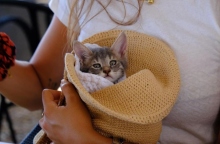 Σπέτσες: Το γατάκι που διασώθηκε από τουρίστρια έχει Instagram