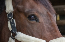 Άλογα κοντά στη λίμνη Κερκίνη ζουν σε άθλιες συνθήκες