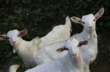 Πανώλη στα πρόβατα:  230.000 ζώα έχουν ελεγχθεί, έχουν θανατωθεί 7.000