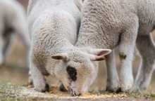 Πανώλη στα πρόβατα: 22 κρούσματα σε όλη τη χώρα