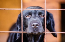 Η Τουρκία νομιμοποίησε τη θανάτωση των αδέσποτων σκύλων 