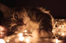 Γιατί κρύβεται η γάτα μου;