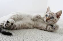 Μήπως η γάτα σου έχει κορωνοϊό;