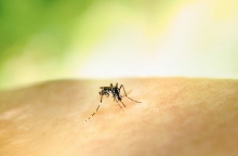 ΕΟΔΥ: Προφυλαχθείτε από τα κουνούπια