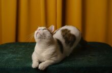 Έρευνα για τις αντιδράσεις των οικόσιτων γατών στην απώλεια ενός άλλου ζώου συντροφιάς - Φαίνεται να θρηνούν τον θάνατο άλλων κατοικίδιων.