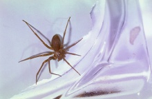 Καφέ αράχνη ερημίτης