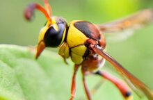 Οι σφήκες εξαφανίζονται και αυτό είναι ανησυχητικό