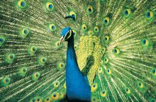 Ινδία: Συνελήφθη ένας youtuber ο οποίος μαγείρεψε κάρι με παγόνι - Αποτελεί είδος υπό προστασία στη χώρα - Οργή στα social media.