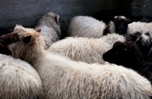 Πανώλη των αιγοπροβάτων: Αίρονται σταδιακά από Δευτέρα οι περιορισμοί 