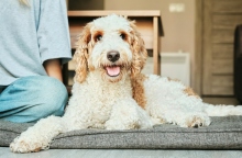 σκύλος κατοικίδιο 