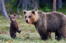Το σχέδιο μαζικής εξόντωσης αρκούδων στη Σουηδία 