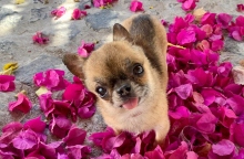 Γιατί η μύτη του σκύλου μας είναι ξηρή και πότε πρέπει να ανησυχήσουμε 