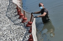 Νεκρά ψάρια στον Βόλο