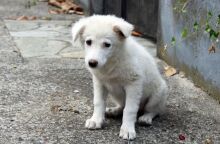 Τουρκία: Τα αδέσποτα ζώα βρίσκουν σπίτι στην Ευρώπη