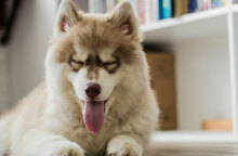 Γιατί ο σκύλος μου μαδάει υπερβολικά και πώς θα το αντιμετωπίσω;