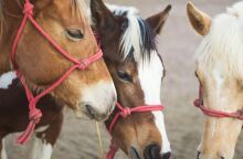 Άλογα στο Κορωπί: Τα ανέβαζαν παράνομα σε φορτηγό χτυπώντας τα με taser 