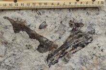 Απολιθώματα κάτω από λύκειο στο Λος Άντζελες